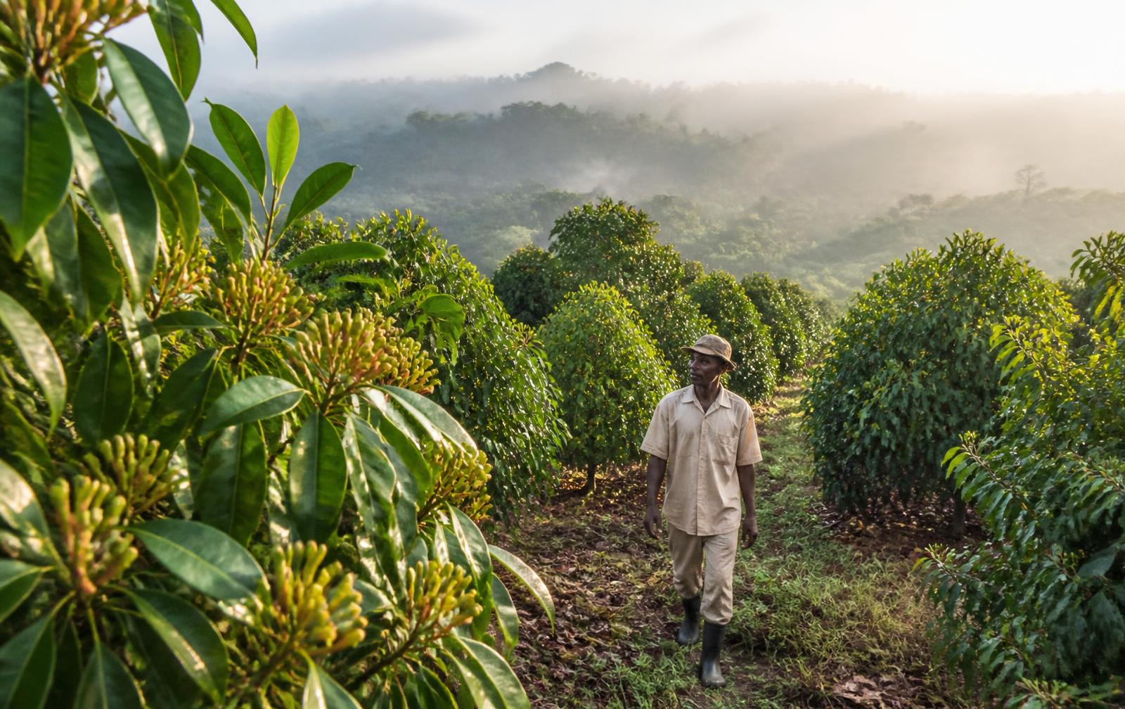 Tropical clove plantation with a farmer walking between the trees